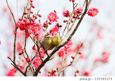 梅の花の蜜を求めるメジロ 梅の花の蜜を求めるメジロ 135393173