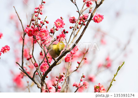 梅の花の蜜を求めるメジロ 梅の花の蜜を求めるメジロ 135393174