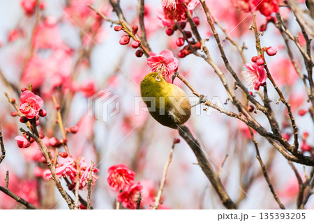 梅の花の蜜を求めるメジロ 梅の花の蜜を求めるメジロ 135393205