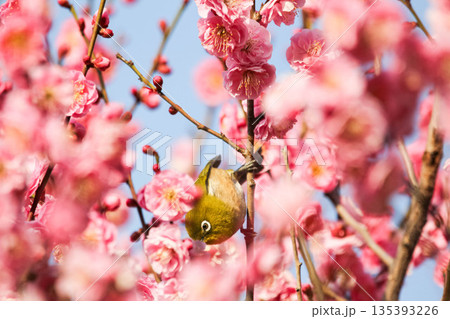 梅の花の蜜を求めるメジロ 135393226