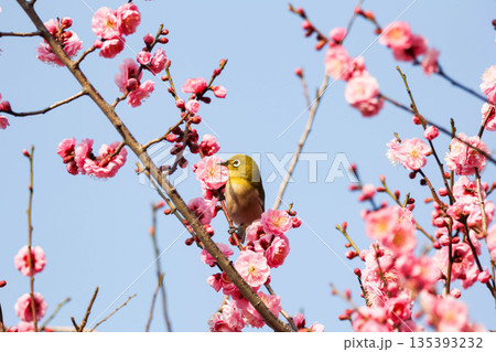 梅の花の蜜を求めるメジロ 梅の花の蜜を求めるメジロ 135393232