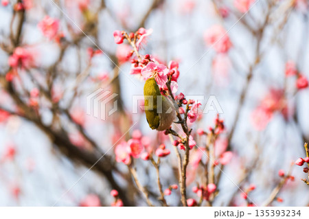 梅の花の蜜を求めるメジロ 135393234