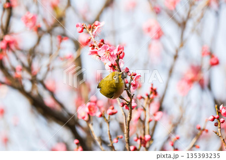 梅の花の蜜を求めるメジロ 梅の花の蜜を求めるメジロ 135393235