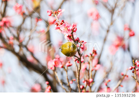 梅の花の蜜を求めるメジロ 135393236