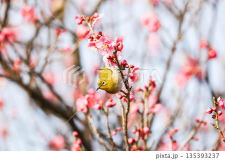 梅の花の蜜を求めるメジロ 135393237