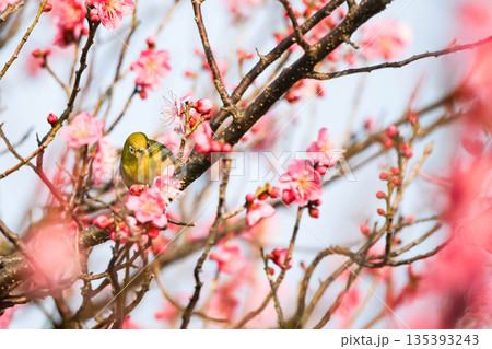 梅の花の蜜を求めるメジロ 梅の花の蜜を求めるメジロ 135393243