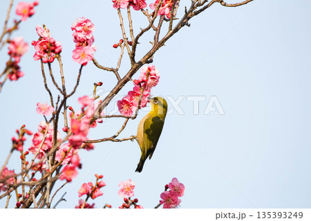 梅の花の蜜を求めるメジロ 梅の花の蜜を求めるメジロ 135393249