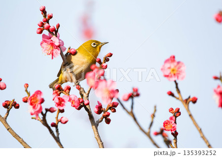 梅の花の蜜を求めるメジロ 梅の花の蜜を求めるメジロ 135393252