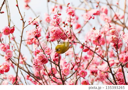 梅の花の蜜を求めるメジロ 135393265