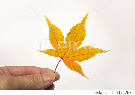 A hand holding a maple leaf A hand holding a maple leaf 135393267