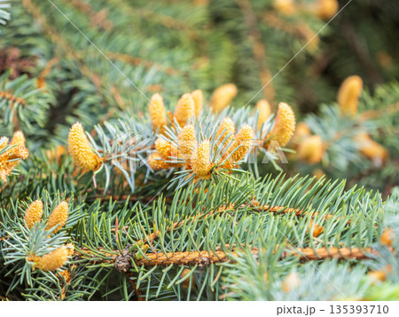 Closeup of fir branches with young buds. Spring nature concept. Fir branches with fresh shoots Closeup of fir branches with young buds. Spring nature concept. Fir branches with fresh shoots 135393710
