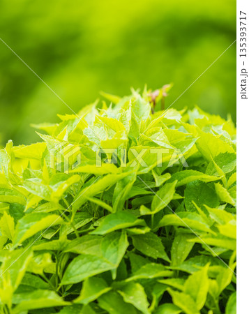 Nature of green leaf in garden at summer. Natural green leaves plants using as spring background cover page environment ecology Nature of green leaf in garden at summer. Natural green leaves plants using as spring background cover page environment ecology 135393717