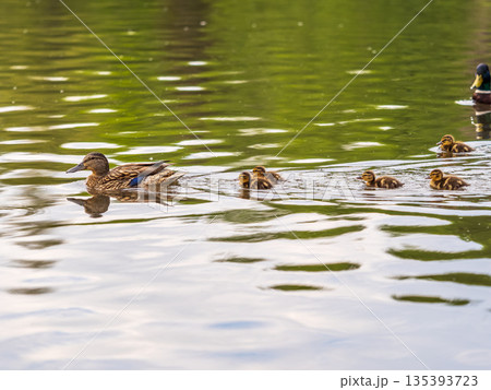 A family of ducks, a duck and its little ducklings are swimming in the water. The duck takes care of its newborn ducklings. Mallard, lat. Anas platyrhynchos A family of ducks, a duck and its little ducklings are swimming in the water. The duck takes care of its newborn ducklings. Mallard, lat. Anas platyrhynchos 135393723
