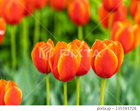 Colorful red tulips blossom in spring garden 135393726