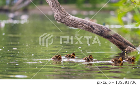 Cute little duckling swimming alone in a lake or river with calm water Cute little duckling swimming alone in a lake or river with calm water 135393736