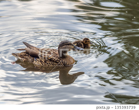 A family of ducks, a duck and its little ducklings are swimming in the water. The duck takes care of its newborn ducklings. Mallard, lat. Anas platyrhynchos A family of ducks, a duck and its little ducklings are swimming in the water. The duck takes care of its newborn ducklings. Mallard, lat. Anas platyrhynchos 135393739