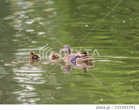 A family of ducks, a duck and its little ducklings are swimming in the water. The duck takes care of its newborn ducklings. Mallard, lat. Anas platyrhynchos 135393741