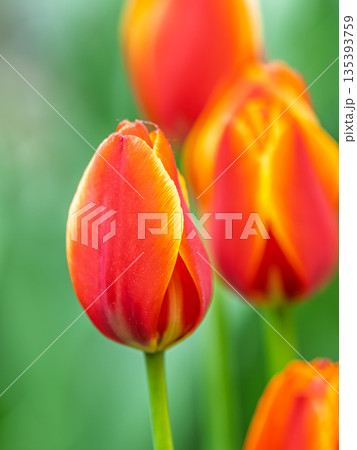 Colorful red tulips blossom in spring garden Colorful red tulips blossom in spring garden 135393759