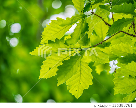 Green oak leaves background. Plant and botany nature texture. green oak leaves in woods 135393761