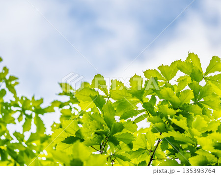 Green oak leaves background. Plant and botany nature texture. green oak leaves in woods 135393764