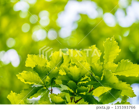 Green oak leaves background. Plant and botany nature texture. green oak leaves in woods 135393766