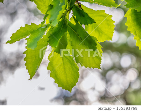 Green oak leaves background. Plant and botany nature texture. green oak leaves in woods 135393769