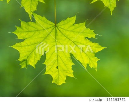 Spring branches of maple tree with fresh green leaves. Acer saccharinum, silver maple 135393771