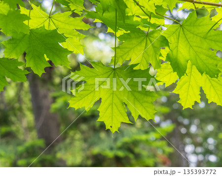 Spring branches of maple tree with fresh green leaves. Acer saccharinum, silver maple 135393772