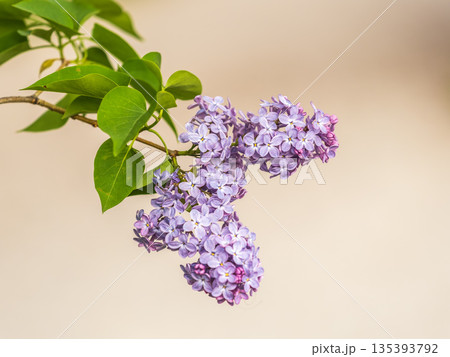Pink Blooming Lilac Flowers in spring with blured background 135393792