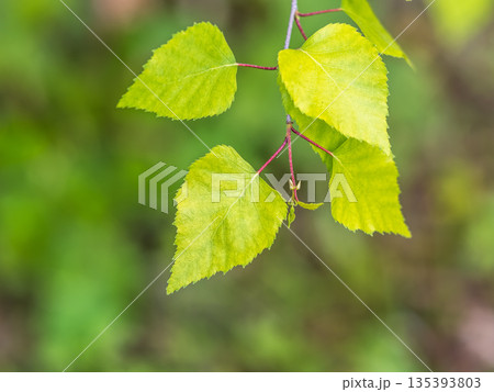 Birch branches with fresh green leaves and seeds. Birch tree branch, Betula pendula. Birch branches with fresh green leaves and seeds. Birch tree branch, Betula pendula. 135393803