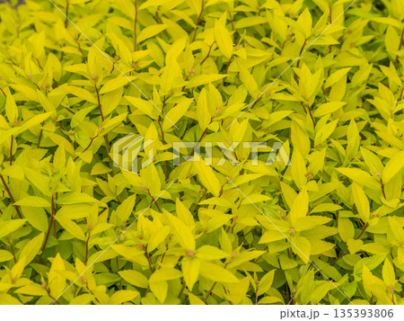 Nature of green leaf in garden at summer. Natural green leaves plants using as spring background cover page environment ecology 135393806
