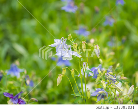 Blue and purple flower of European columbine, Aquilegia vulgaris Blue and purple flower of European columbine, Aquilegia vulgaris 135393831