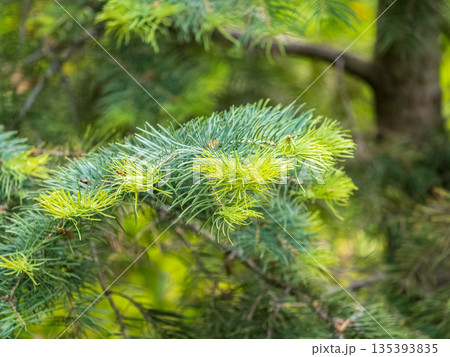 Young branches of larch. Closeup of green larch young needles. Young branches of larch. Closeup of green larch young needles. 135393835