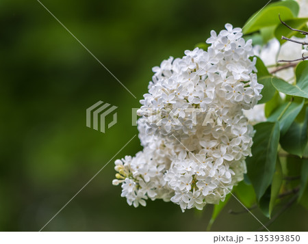 White Blooming Lilac Flowers in spring with blured background White Blooming Lilac Flowers in spring with blured background 135393850