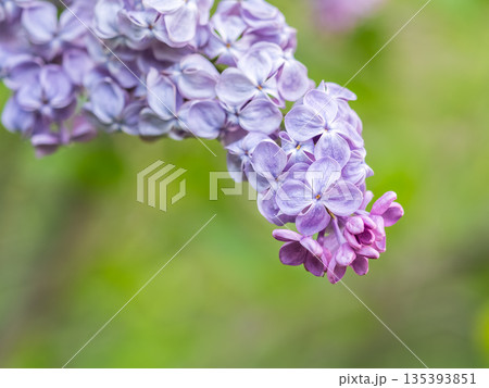 Pink Blooming Lilac Flowers in spring with blured background Pink Blooming Lilac Flowers in spring with blured background 135393851