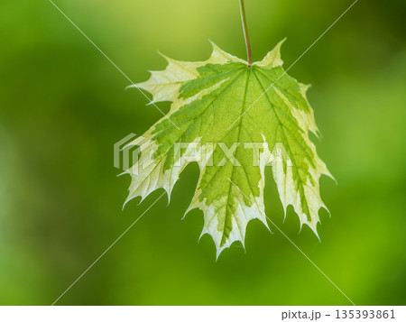 Green and white foliage of Norway Maple 'Drummondii' - Acer platanoides Variegata 135393861