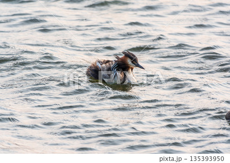 The water bird Great crested Grebe, Podiceps cristatus, swimming in the lake, and its cute babies riding on its back The water bird Great crested Grebe, Podiceps cristatus, swimming in the lake, and its cute babies riding on its back 135393950