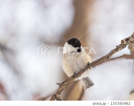 Cute bird the willow tit, song bird sitting on a branch without leaves in the winter. Cute bird the willow tit, song bird sitting on a branch without leaves in the winter. 135393962