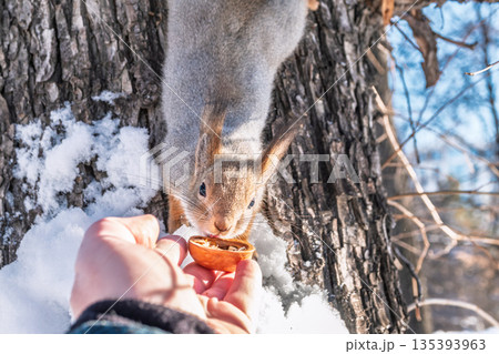 Squirrel eats nuts from a man's hand. Caring for animals in winter or autumn. Squirrel eats nuts from a man's hand. Caring for animals in winter or autumn. 135393963