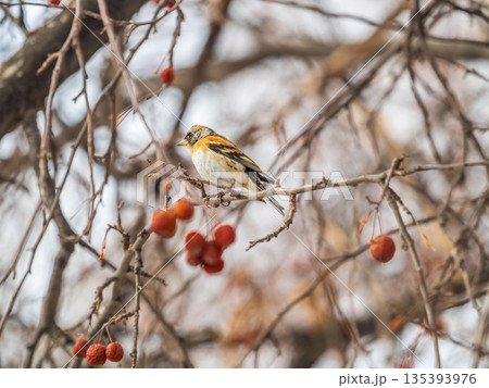Brambling (Fringilla montifringilla) feeds on apples in winter. Brambling (Fringilla montifringilla) feeds on apples in winter. 135393976