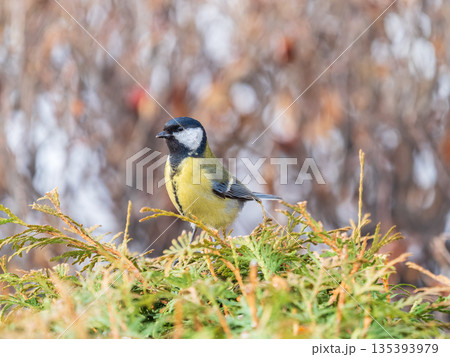 Cute bird Great tit, songbird sitting on the fir branch 135393979