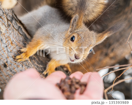 Squirrel eats nuts from a man's hand. Caring for animals in winter or autumn. 135393989