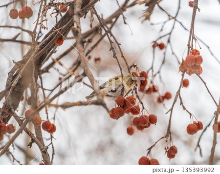 Brambling (Fringilla montifringilla) feeds on apples in winter. 135393992