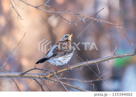Fieldfare is sitting on branch in winter or autumn blurred background. Fieldfare is sitting on branch in winter or autumn blurred background. 135394002