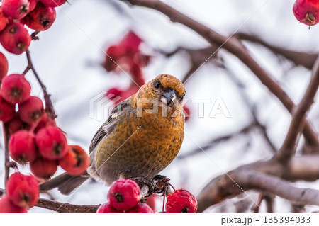 Pine Grosbeak Female Eating Red Berries in Winter Pine Grosbeak Female Eating Red Berries in Winter 135394033