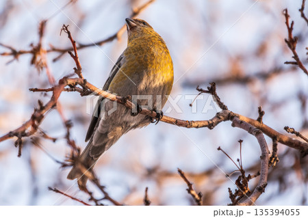 Pine Grosbeak Female Eating Red Berries in Winter 135394055