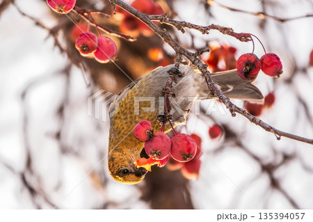 Pine Grosbeak Female Eating Red Berries in Winter 135394057
