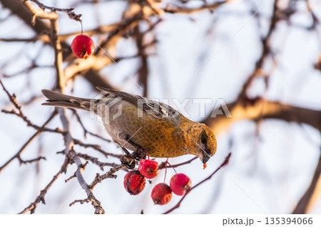 Pine Grosbeak Female Eating Red Berries in Winter Pine Grosbeak Female Eating Red Berries in Winter 135394066