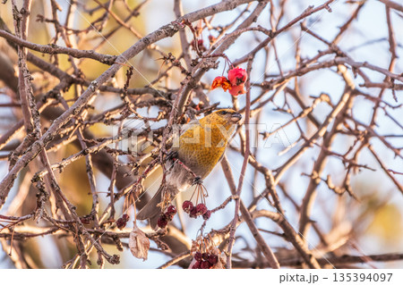 Pine Grosbeak Female Eating Red Berries in Winter Pine Grosbeak Female Eating Red Berries in Winter 135394097