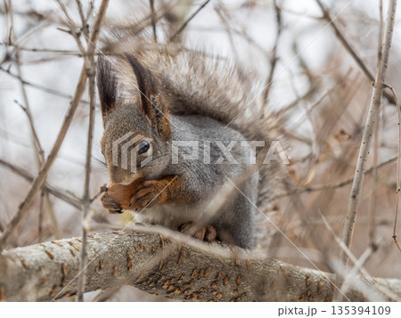 The squirrel with nut sits on tree in the winter or late autumn 135394109